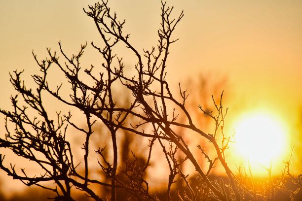 夕阳下一棵树的剪影，照片作为背景图片下载