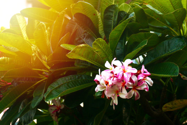 美丽的鸡蛋花在鸡蛋花树上绽放图片下载