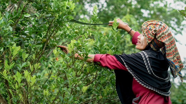 班加尔妇女在村里的花园里摘桔子图片下载