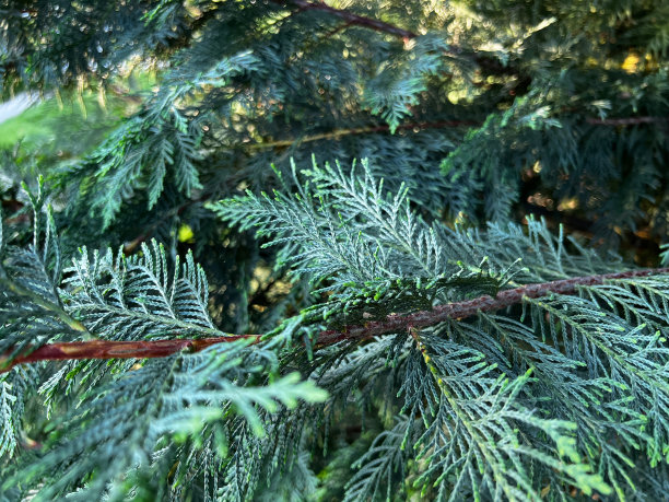 柏树树图片下载