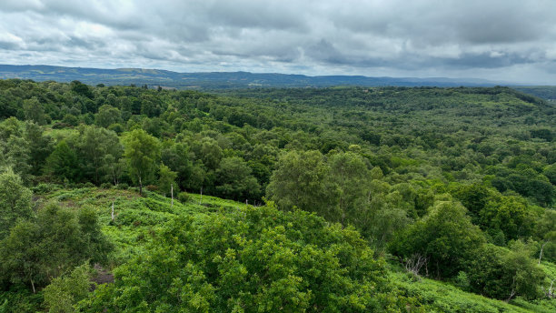 鸟瞰郁郁葱葱的乡村树林图片下载