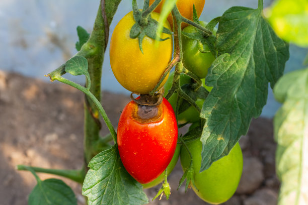 有根腐病的植株上生病或腐烂的番茄。帮助图片下载