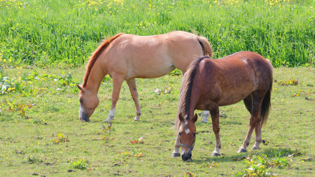 牧场上一匹马的乡村风景。图片下载