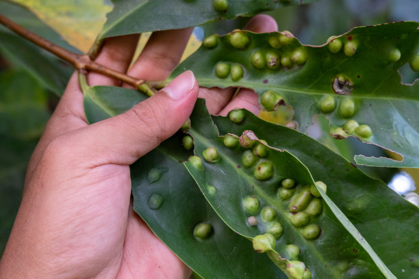 马来苹果叶图片下载