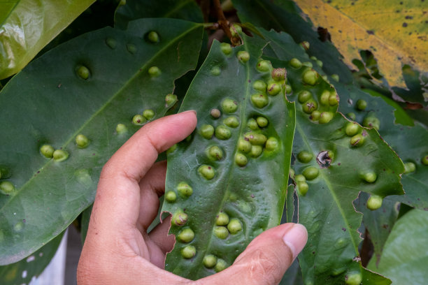 马来苹果叶图片下载