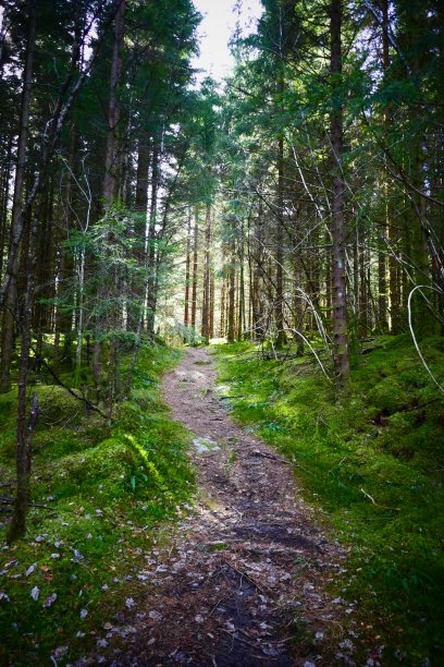 林中漫步图片下载