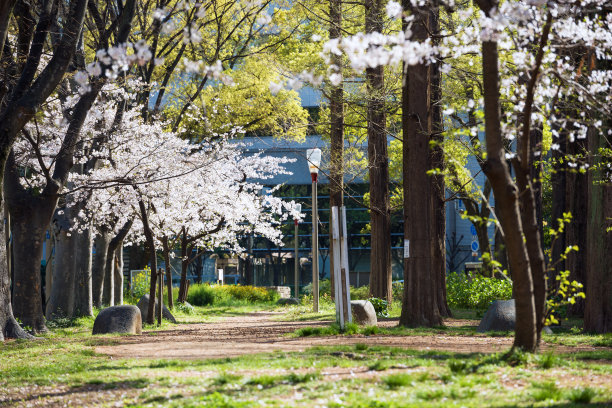 宇坪公园的樱花图片下载