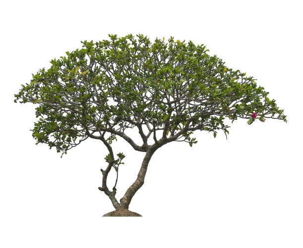 在白色背景上孤立的树图片下载