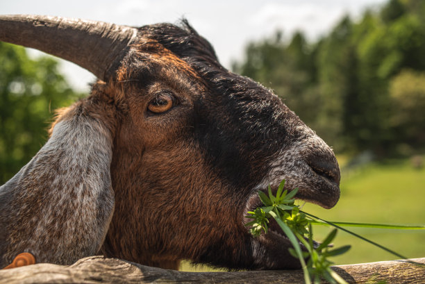 山羊吃草的特写。山羊啃草的农场特写图片下载