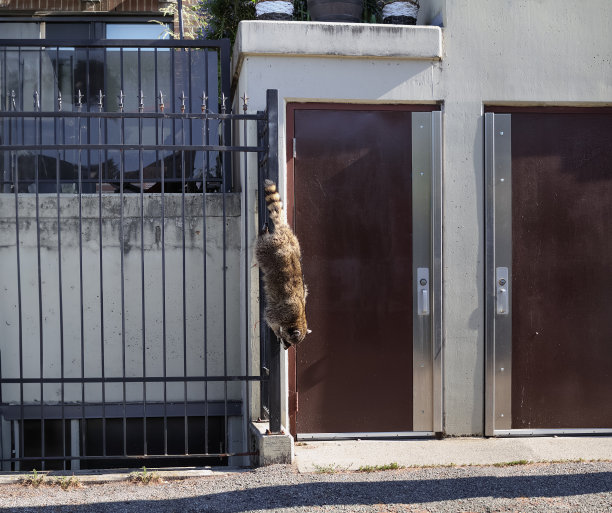 都市浣熊垂直爬下围栏。图片下载