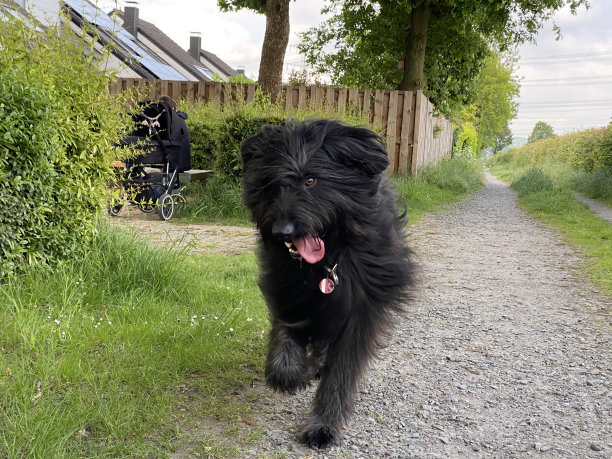 一只英俊的黑色毛茸茸的狗跑向镜头图片下载