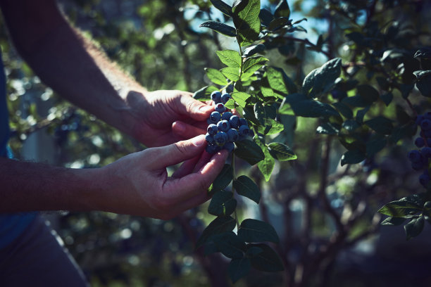 在农场采摘新鲜的蓝莓。图片下载