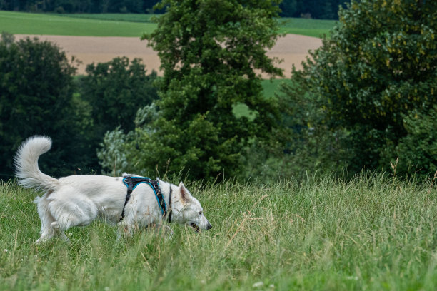 一条白色的瑞士牧羊犬牵着狗绳在郁郁葱葱的草地上散步图片下载