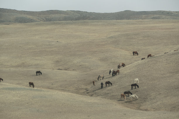 蒙古中部自然家畜中的家马群图片下载