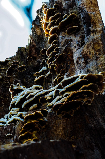 一群真菌生长在树皮上的垂直照片图片下载