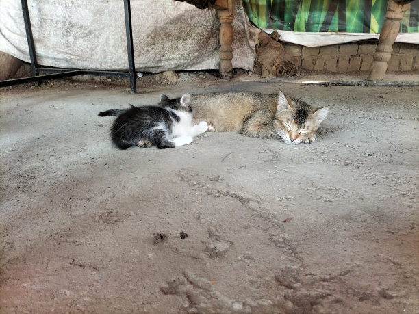 猫在喂她的孩子，黑白相间的猫，妈妈在给她的孩子喂奶，猫悲伤的眼睛，小猫可爱的照片，猫妈妈在给她的小猫喂奶。图片下载