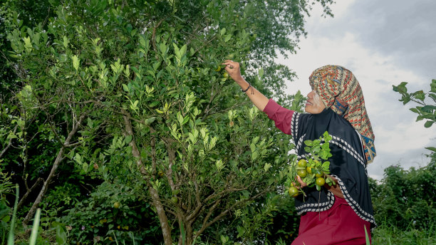 班加尔妇女在村里的花园里摘桔子图片下载