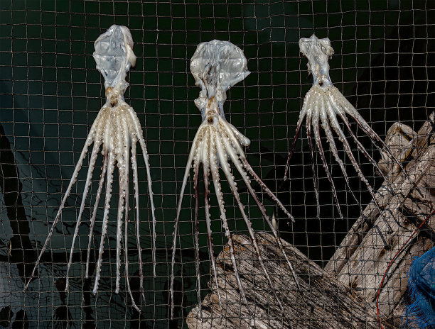 晒干章鱼。图片下载