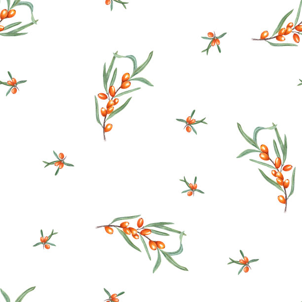 水彩无缝图案沙棘枝孤立在白色背景。植物插图与橙色浆果的房间装饰，印刷，明信片，纺织品设计。图片下载