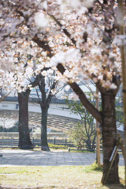 中之岛公园的樱花图片下载