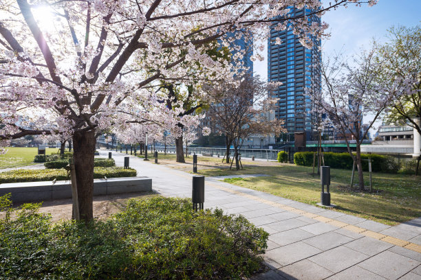 中之岛公园的樱花图片下载