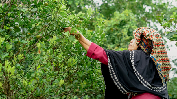 班加尔妇女在村里的花园里摘桔子图片下载