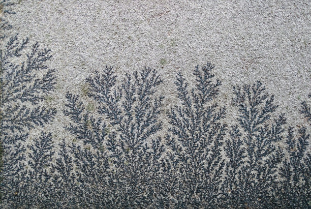 石头中的植物化石特写图片下载