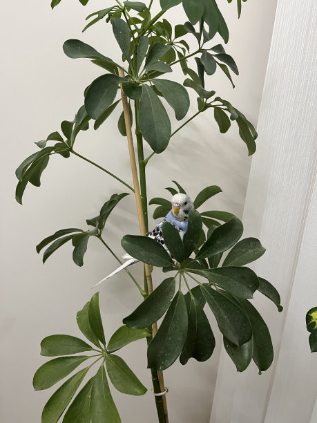 开朗，快乐和活跃的蓝色鹦鹉图片下载