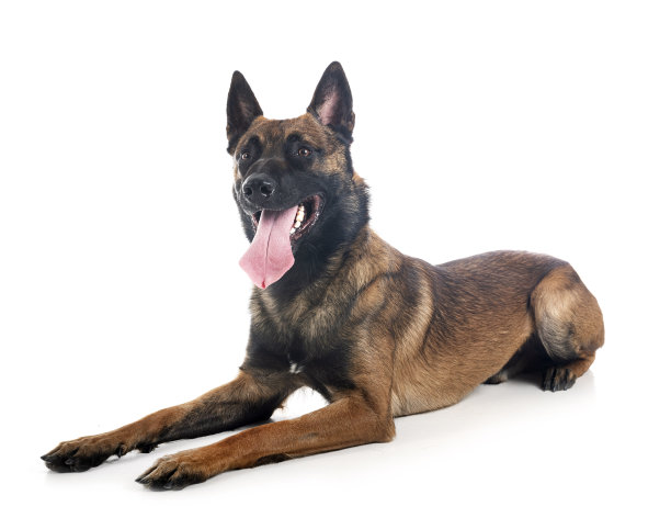 玛利诺犬在演播室图片下载