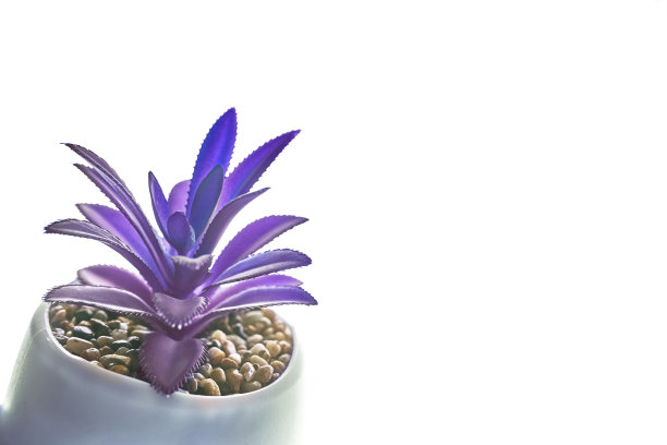 现代圆形花盆中的丁香多肉植物特写，突出显示在白色背景上。一种带有砂岩的时髦室内植物。高质量照片图片下载