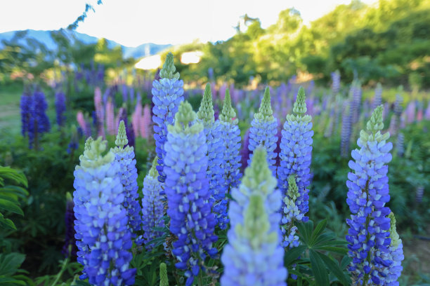 羽扇豆图片下载