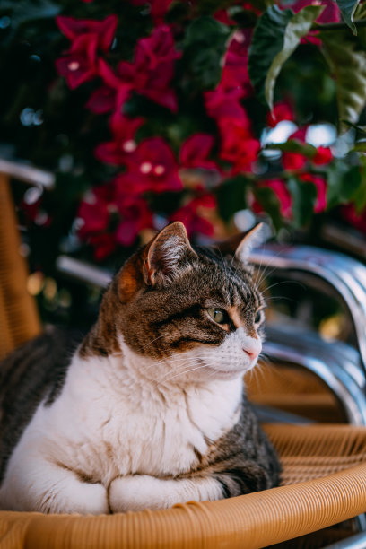 虎斑猫坐在露台上的椅子上图片下载