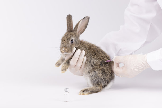 兽医抱着兔子检查，兽医检查兔子皮毛是否有跳蚤或螨虫，每年进行宠物健康检查图片下载