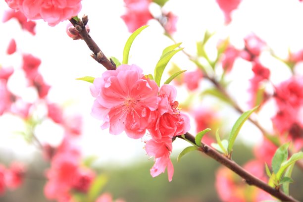 春天的桃花图片下载