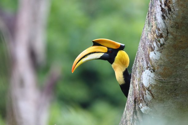 大犀鸟图片下载