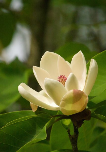 白色的花图片下载