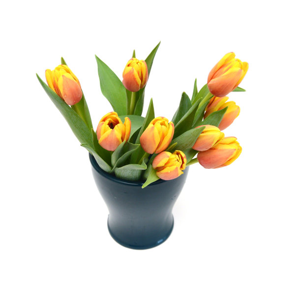 彩色郁金香花孤立在白色图片下载