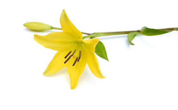 白色背景上的黄色百合花图片下载