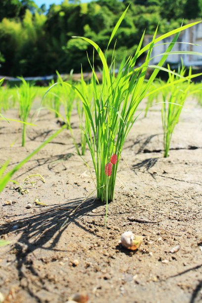 在种植的水稻上产下的巨型蜗牛卵图片下载