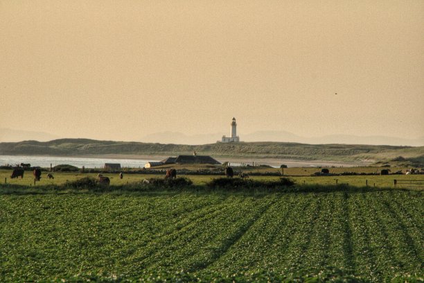 日落时的艾尔郡野生动物，鹿，水母。图片下载