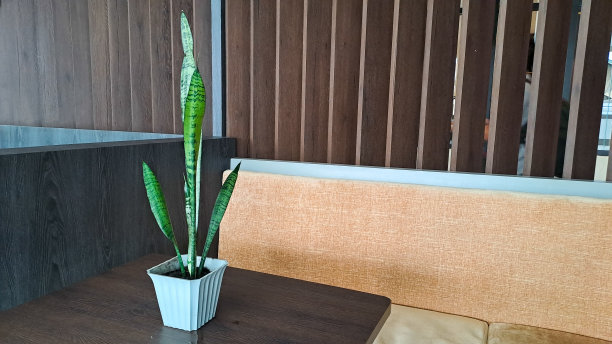 客厅木桌上的装饰植物图片下载