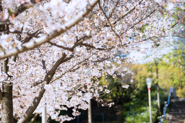 宇坪公园的樱花图片下载