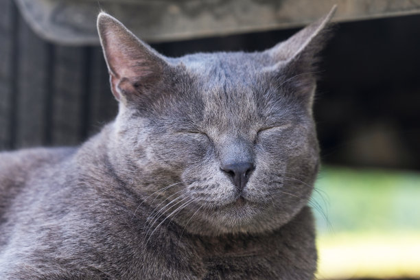 特写:灰色的猫闭着眼睛图片下载