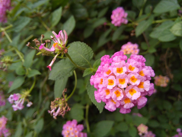 在绿叶背景上哭泣的灯笼花。图片下载