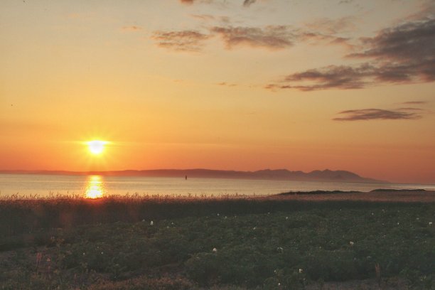 日落时的艾尔郡野生动物，鹿，水母。图片下载