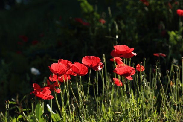 罂粟花图片下载
