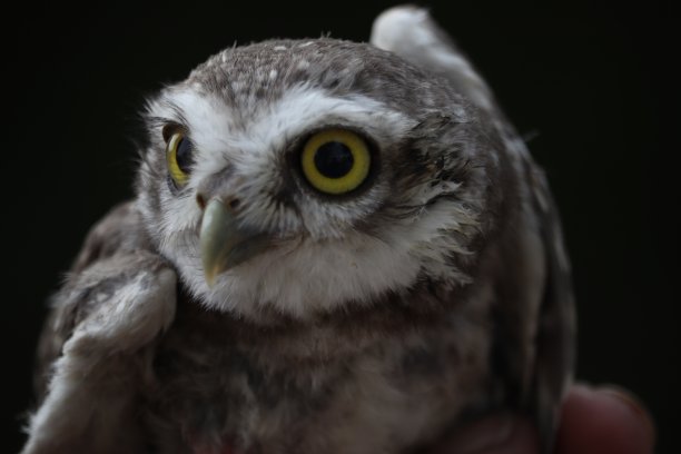 小猫头鹰图片下载