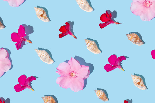 创意平面图案是由洋红色和粉红色的热带花朵和贝壳在柔和的蓝色背景。异国情调在开花花卉布局或暑假度假的概念图片下载