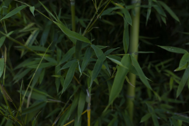 绿竹竿的背景图片下载