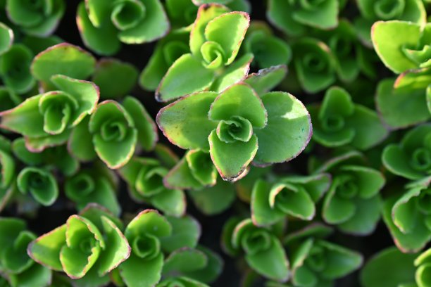 绿色多肉植物的特写照片，多肉芦荟植物的图案和叶子的特写照片，绿色多肉植物特写，浅绿色清洁景天，模糊绿色多肉植物图片下载